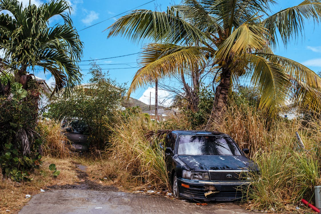 Abandoned black car overgrown with tall grass and palm trees on a tropical roadside.